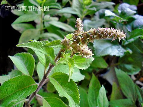 七層塔功效|中草藥園